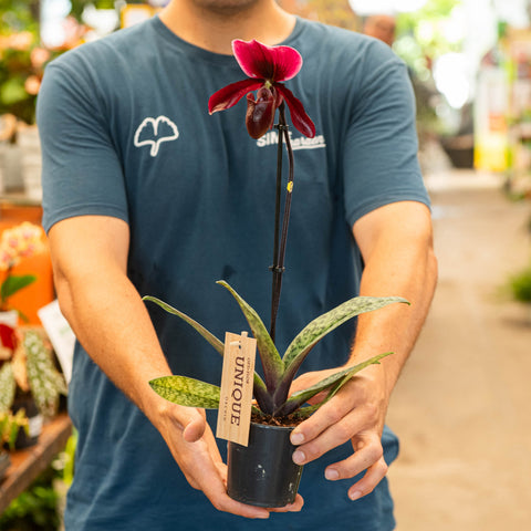 Simegarden Paphiopedilum Black Jack 9 cm