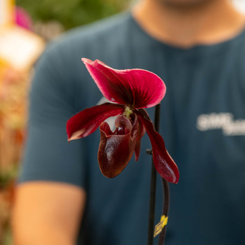 Simegarden Paphiopedilum Black Jack 9 cm