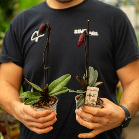 Simegarden Paphiopedilum Black Jack 9 cm