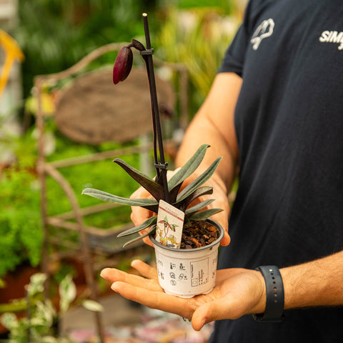 Simegarden Paphiopedilum Black Jack 9 cm