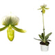 Simegarden Paphiopedilum maudiae 9 cm / Verde - Giallo