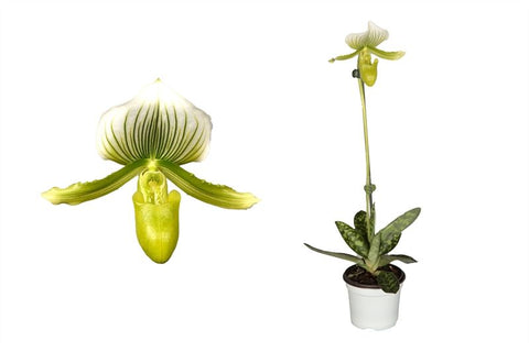 Simegarden Paphiopedilum maudiae 9 cm / Verde - Giallo
