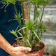 Simegarden Papiro egiziano 24 cm
