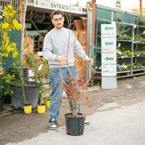 Simegarden Parrotia persica 30 cm