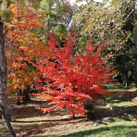 Simegarden Parrotia persica 30 cm