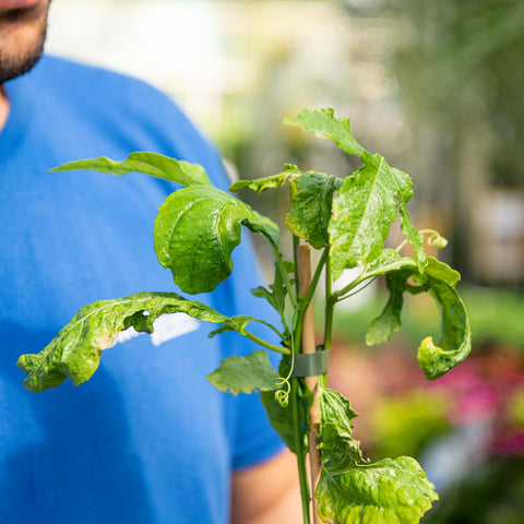 Simegarden Passiflora edulis