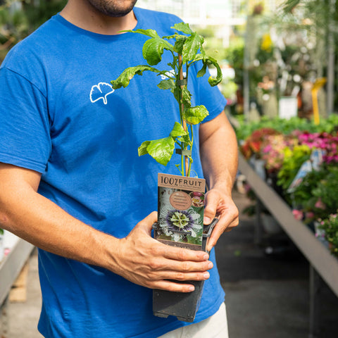 Simegarden Passiflora edulis 15 cm