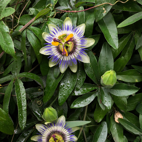 Simegarden Passiflora pianta