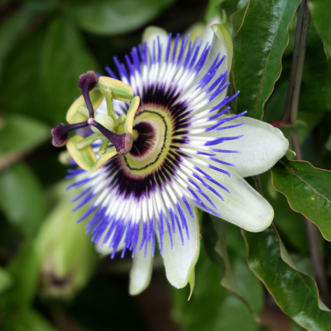 Simegarden Passiflora pianta