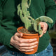 Simegarden Pedilanthus macrocarpus crestato 17 cm
