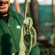 Simegarden Pedilanthus macrocarpus crestato 17 cm