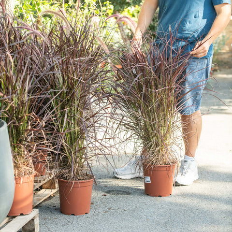 Simegarden Pennisetum advena rubrum