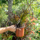 Simegarden Pennisetum advena rubrum 17 cm