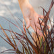 Simegarden Pennisetum advena rubrum 24 cm