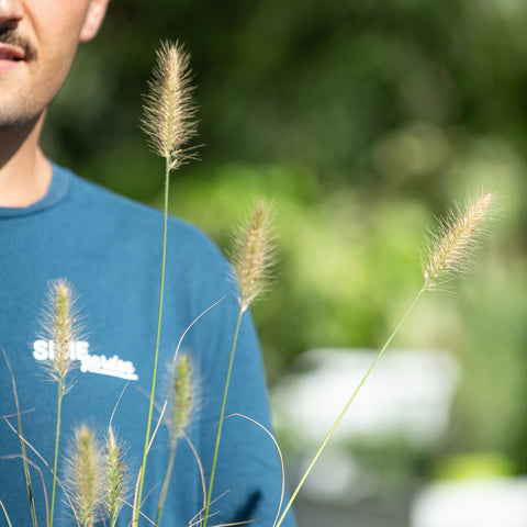 Simegarden Pennisetum messiacum
