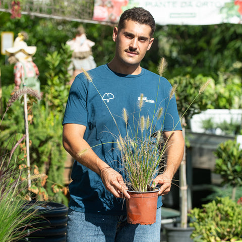 Simegarden Pennisetum messiacum 17 cm