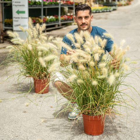 Simegarden Pennisetum villosum 24 cm