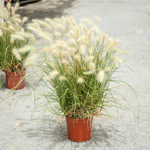 Simegarden Pennisetum villosum 24 cm