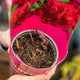 Simegarden Peonia erbacea