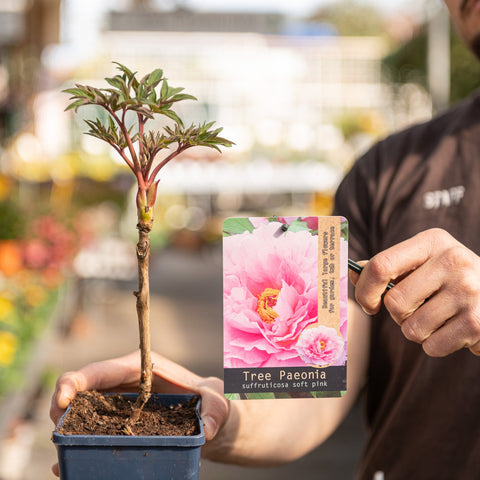 Simegarden Peonia suffruticosa