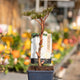 Simegarden Peonia suffruticosa Bianco / 15 cm