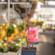 Simegarden Peonia suffruticosa Fuchsia / 15 cm