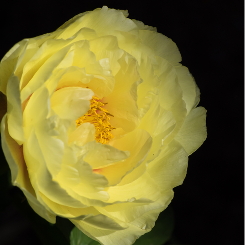 Simegarden Peonia suffruticosa Giallo / 15 cm