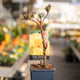 Simegarden Peonia suffruticosa Giallo / 15 cm