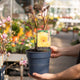 Simegarden Peonia suffruticosa Giallo / 19 cm