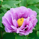 Simegarden Peonia suffruticosa Lavanda / 15 cm