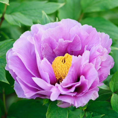 Simegarden Peonia suffruticosa Lavanda / 15 cm