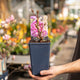 Simegarden Peonia suffruticosa Lavanda / 15 cm