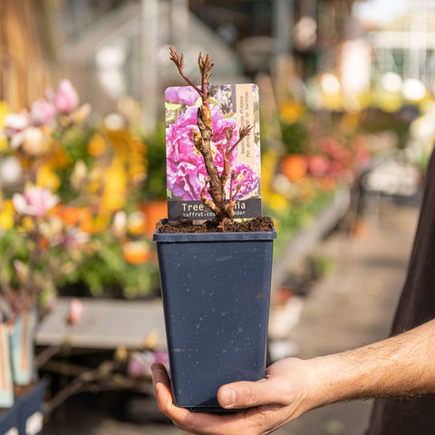 Simegarden Peonia suffruticosa Lavanda / 15 cm