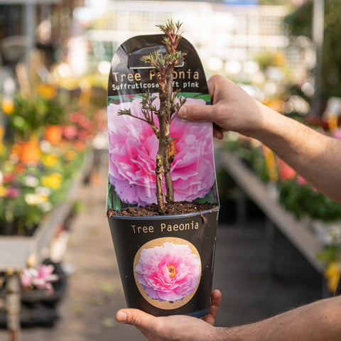 Simegarden Peonia suffruticosa Rosa tenue / 17 cm