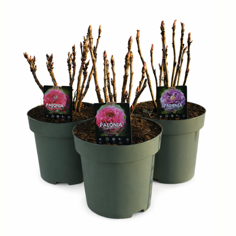 Simegarden Peonia suffruticosa Rosa tenue / 32 cm - XXL