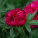 Simegarden Peonia suffruticosa Rosso / 15 cm