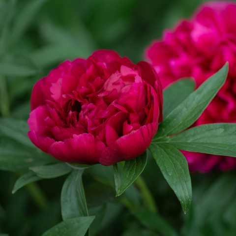 Simegarden Peonia suffruticosa Rosso / 15 cm