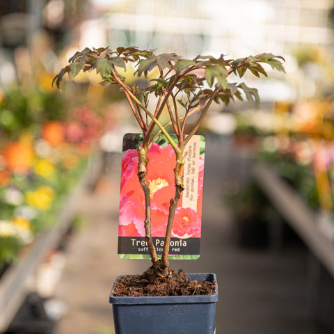 Simegarden Peonia suffruticosa Rosso / 15 cm