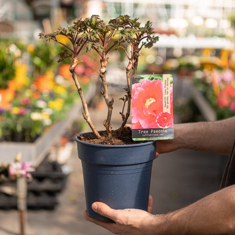 Simegarden Peonia suffruticosa Rosso / 19 cm