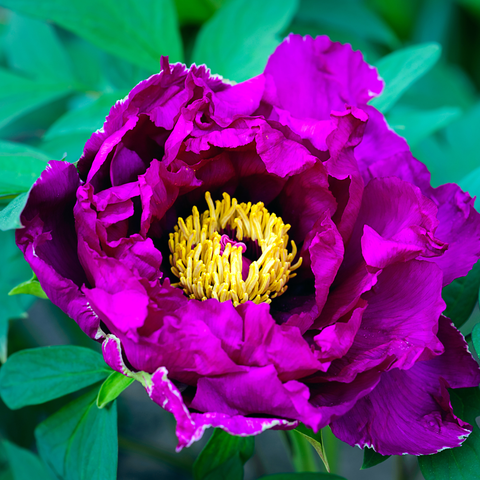 Simegarden Peonia suffruticosa Viola / 15 cm