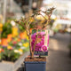 Simegarden Peonia suffruticosa Viola / 15 cm