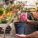 Simegarden Peonia suffruticosa Viola / 19 cm