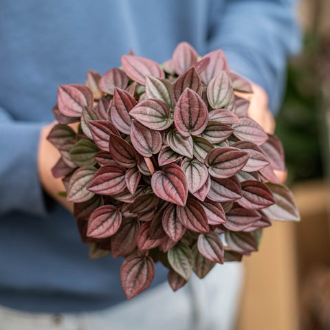 Simegarden Peperomia caperata cayenne