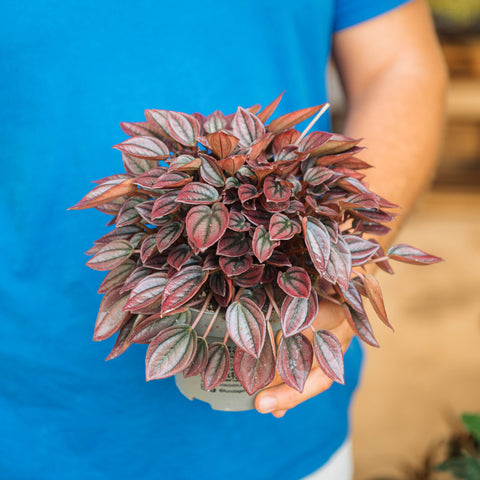 Simegarden Peperomia caperata cayenne 12 cm - XXL