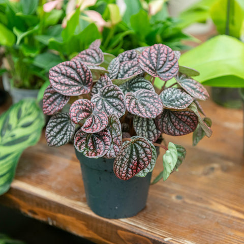 Simegarden Peperomia caperata lucinda 12 cm - XXL