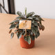 Simegarden Peperomia Napoli nights