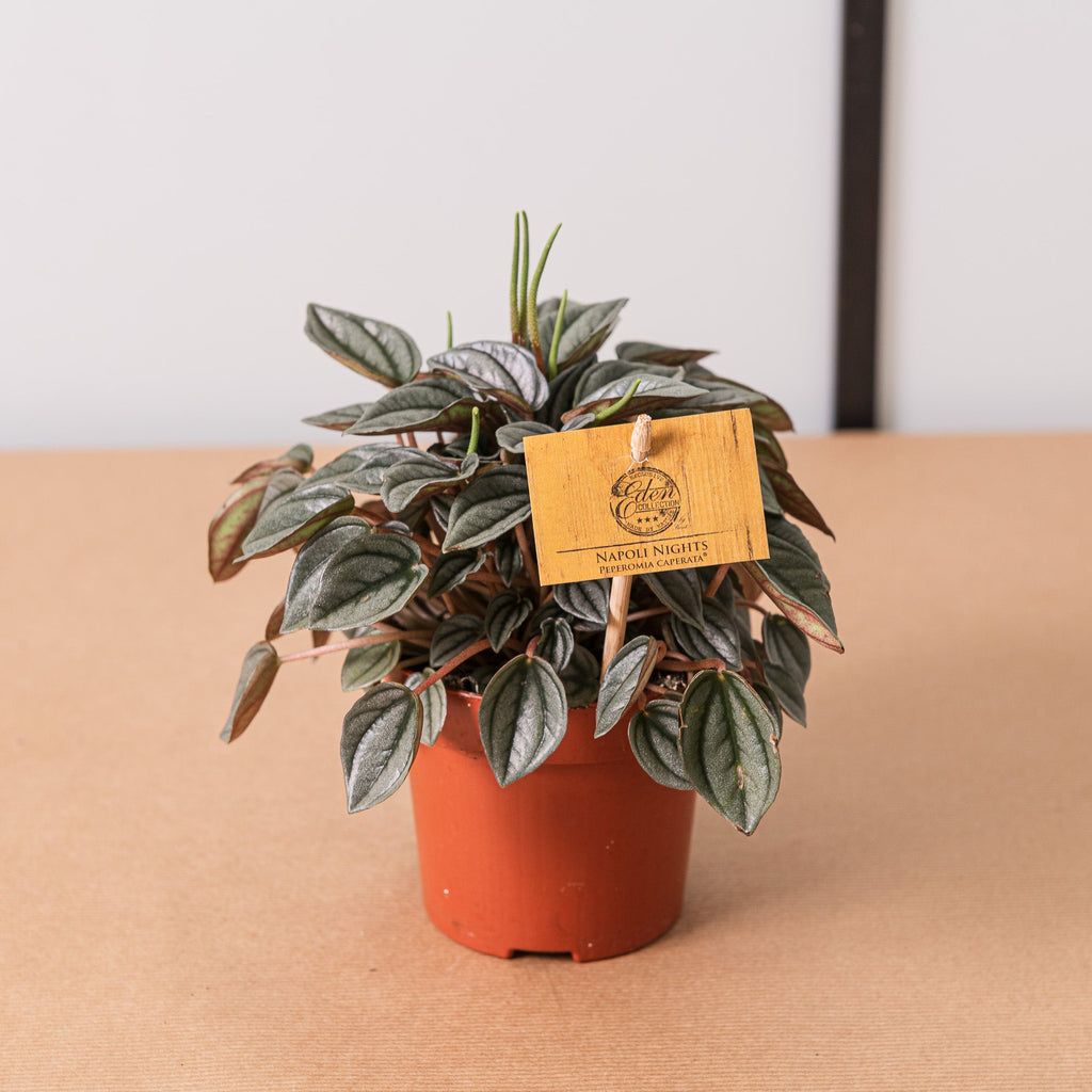 Peperomia Napoli Nights
