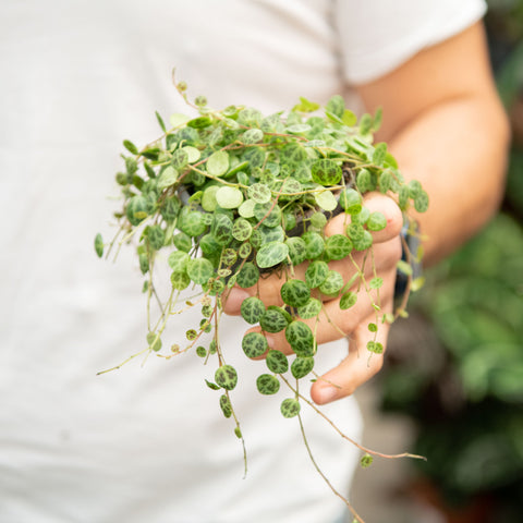 Simegarden Peperomia prostrata baby 11 cm