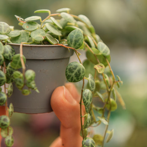 Simegarden Peperomia prostrata baby 6 cm