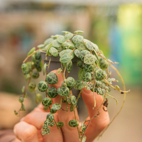 Simegarden Peperomia prostrata baby 6 cm